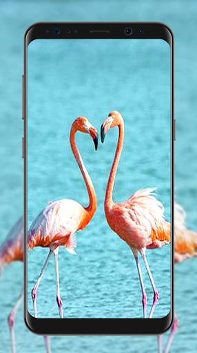 Cute Flamingo Wallpapers