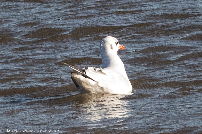 Black-headed Gull