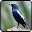 Kicau Kacer Hitam || Juara Download on Windows