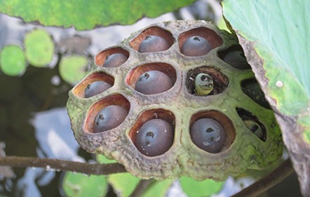 Balinese Lotus Pod small promo image