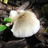 Psathyrella sp.