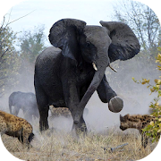 Angry Elephant Jungle Rampage  Icon