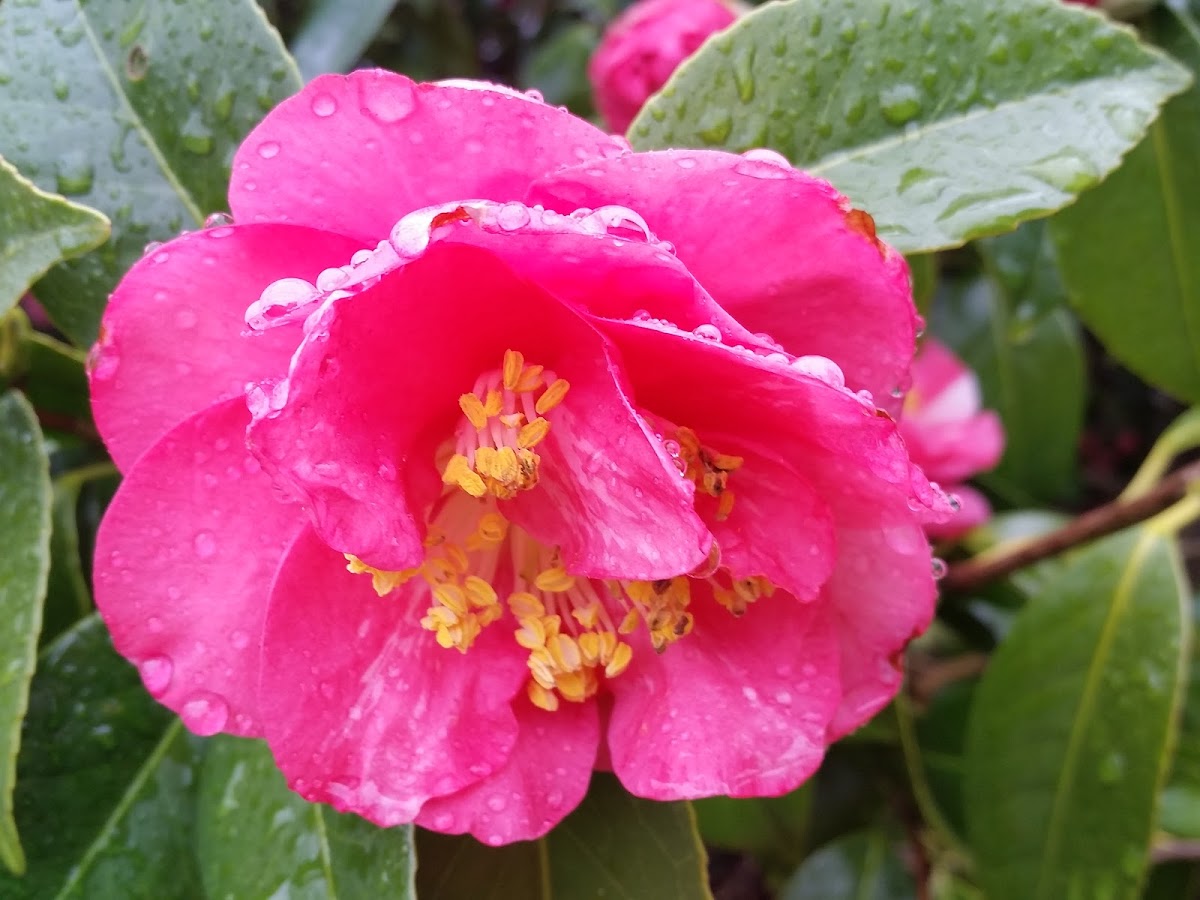 Camellia