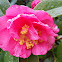 Camellia