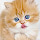 Cute Kitten Wallpaper for New Tab