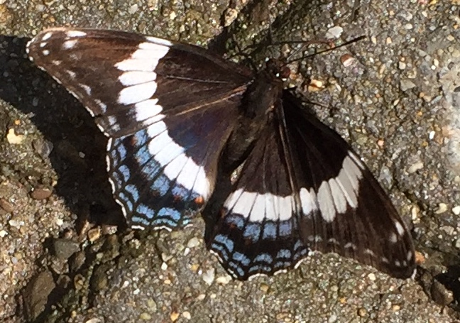 Red-spotted Purple