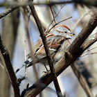 American Tree Sparrow