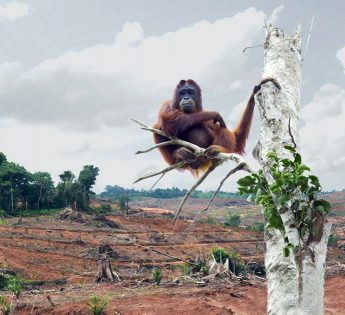 Palm oil is a threat to wildlife conservation