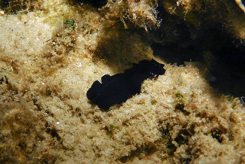 Flatworm