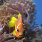 Maldive Anemonefish