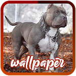 Pitbull Wallpapers HD - Pitbull Background Apk