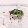 Banded Cucumber Beetle