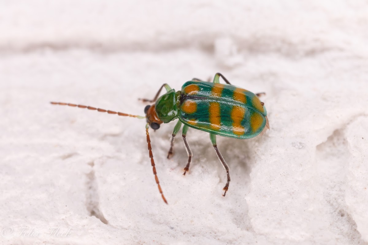 Banded Cucumber Beetle