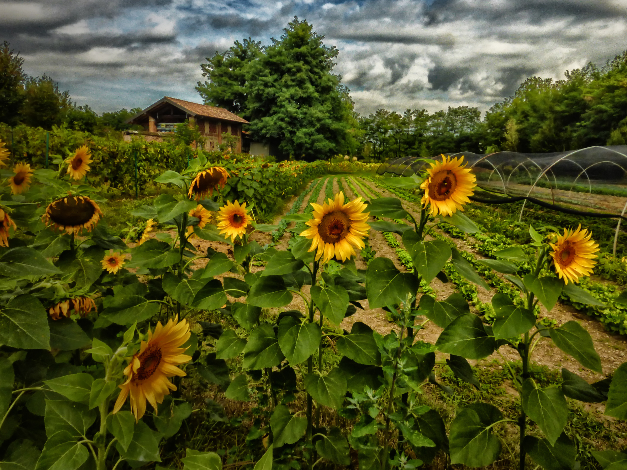 Girasoli...alla ricerca del sole di Concetta Caracciolo