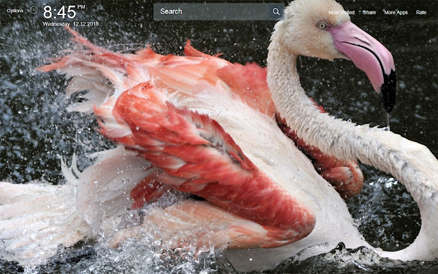 Flamingo Wallpapers Theme New Tab