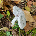 Blue Tooth Mushroom