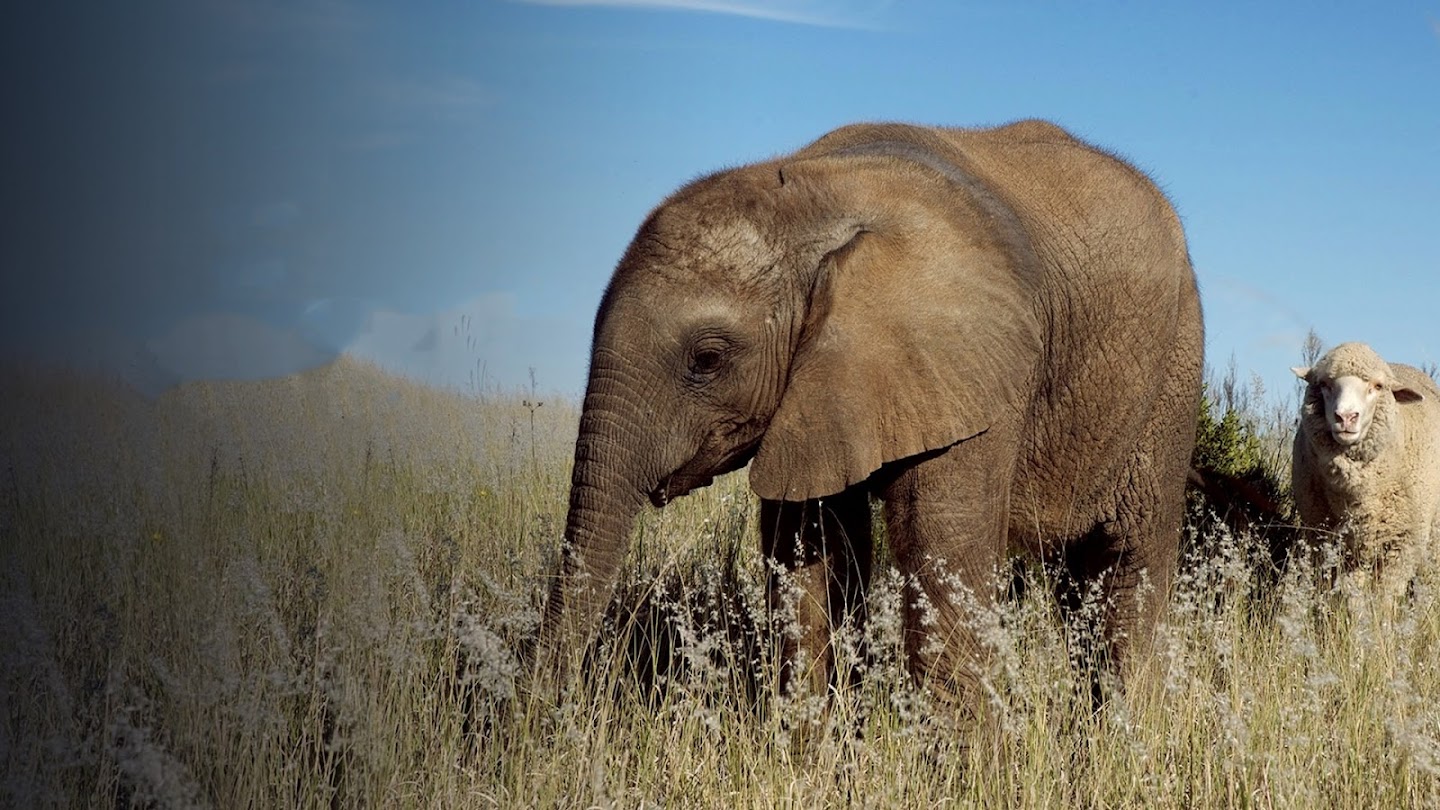 Watch Unlikely Animal Friends live