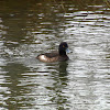 Tufted duck, Reiherente