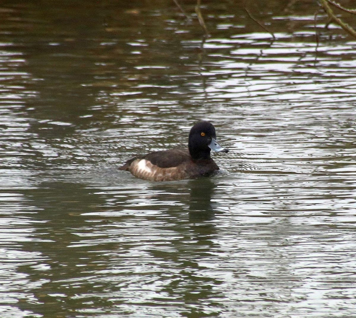 Tufted duck, Reiherente