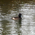 Tufted duck, Reiherente