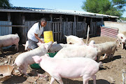 To be successful you have to love what you do, says Faure pig farmer Noncedo Khawuleza-Ndzawuse. 