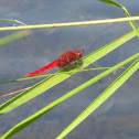 Scarlet dragonfly