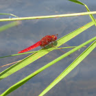 Scarlet dragonfly