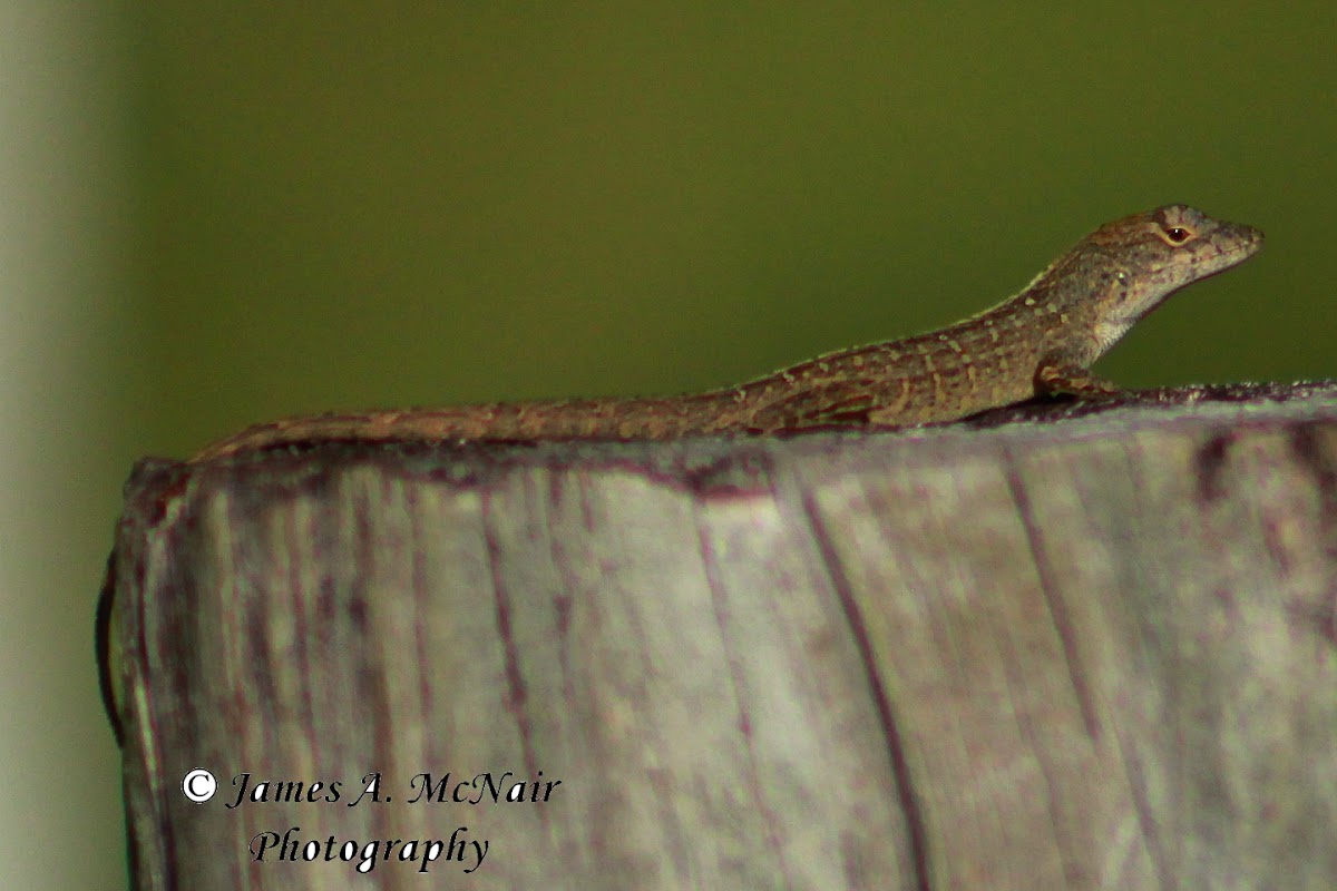 Brown Anole