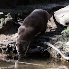 Asian Short-clawed Otter