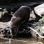 Asian Short-clawed Otter