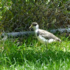 masked lapwing