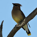 Cedar Waxwing