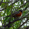 Spotted Towhee