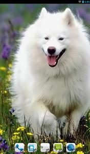 American Eskimo Dog Theme screenshot 0