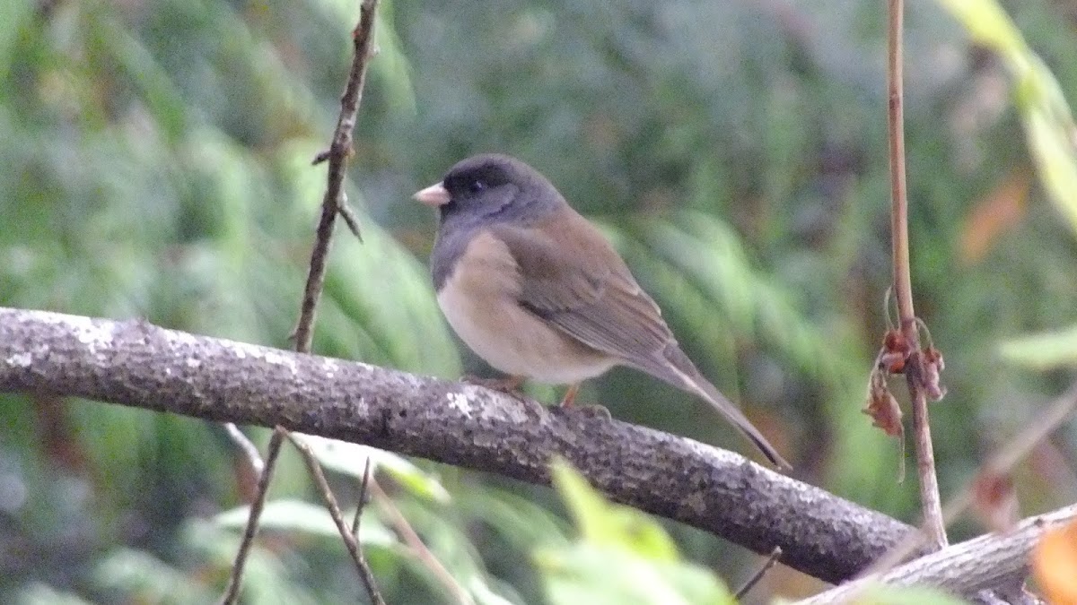 Dark-eyed junco