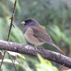 Dark-eyed junco