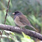 Dark-eyed junco