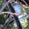 Hermits Thrush