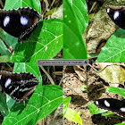 Great eggfly, Common eggfly, Blue moon butterfly