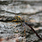 Giant Ichneumon Wasp (Male)