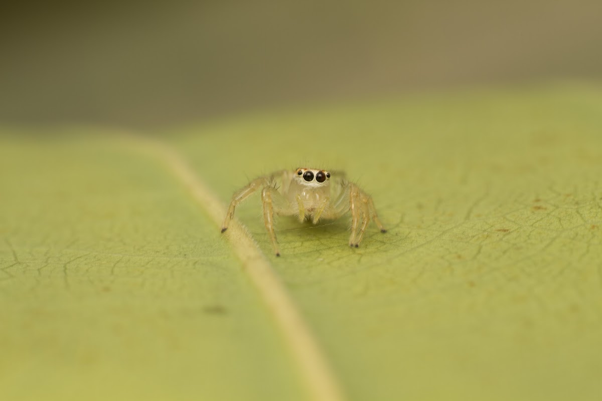 Jumping Spider