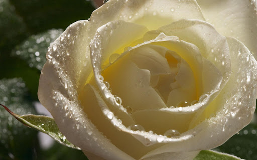 White Rose Wallpaper