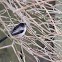 Long-tailed tit