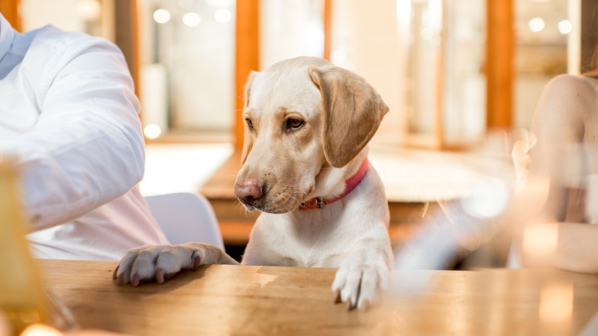 Petfriendly Restaurants