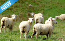 Sheep Wallpaper small promo image