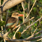 Brown-hooded kingfisher