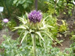 Ostropest plamisty kwiat Silybum marianum flower