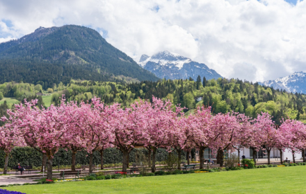 Cherry blossom garden small promo image