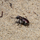 Festive Tiger Beetle