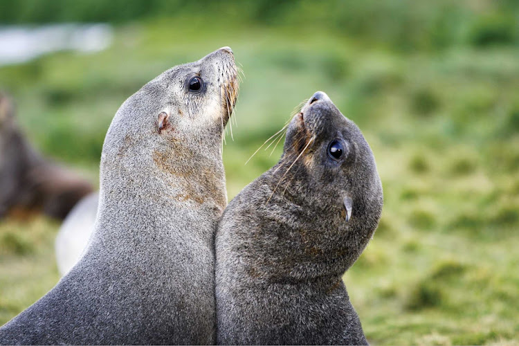 Two Antarctic fur seal pups play at the abandoned whaling station at Grytviken during a Lindblad Expeditions visit.